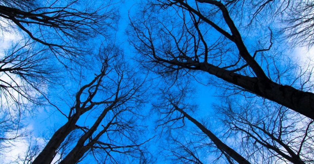 cosa sono le reti neurali | tautua